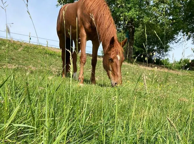 شقة De Charme Au Coeur De L'entre-deux-mers